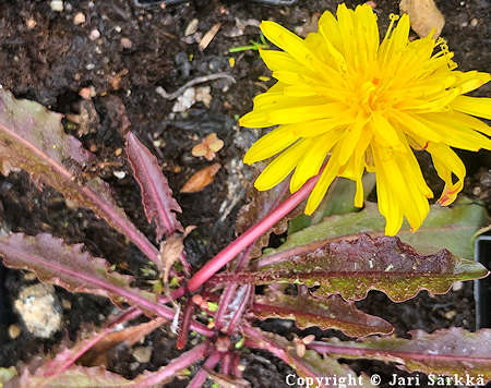 Taraxacum rubrifolium, vaskivoikukka